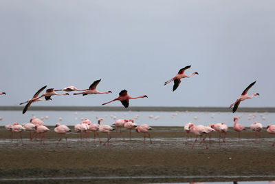 Flock of seagulls flying over lake