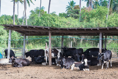 Cows in a field