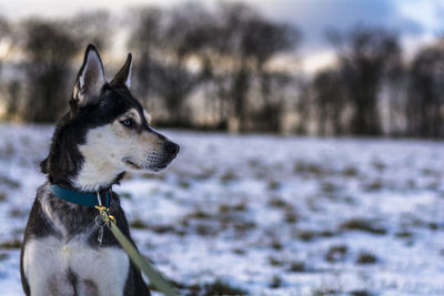 Close-up of dog during winter