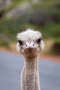 Close-up portrait of ostrich