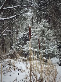 Frozen plants on landscape during winter