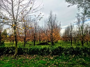 Trees on field against sky