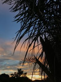 Close-up of silhouette tree against sea at sunset
