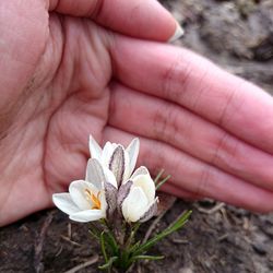 Close-up of cropped hand holding white flower