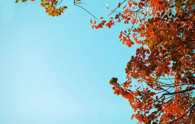 Low angle view of autumnal tree against clear sky