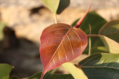 Close-up of dry leaves