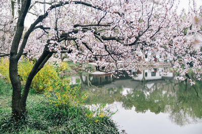 Cherry blossom tree by lake