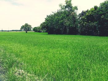 Scenic view of agricultural field against sky