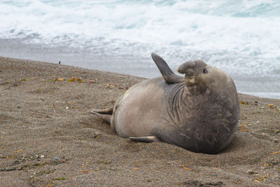 Sea lion relaxing on beach