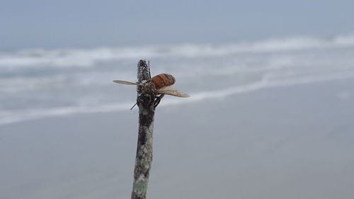 Close-up of insect on stick at sea shore