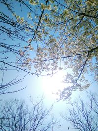 Low angle view of tree against blue sky