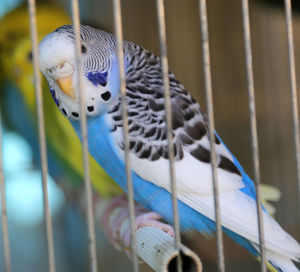 Close-up of parrot in cage