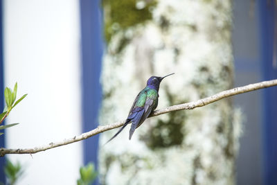 Low angle view of bird perching on branch