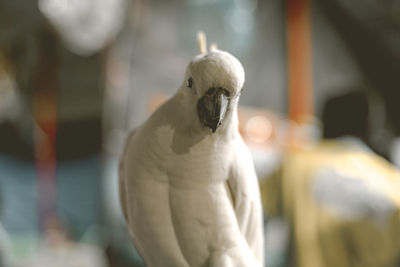 Close-up of a bird