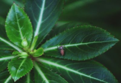 Close-up of leaves