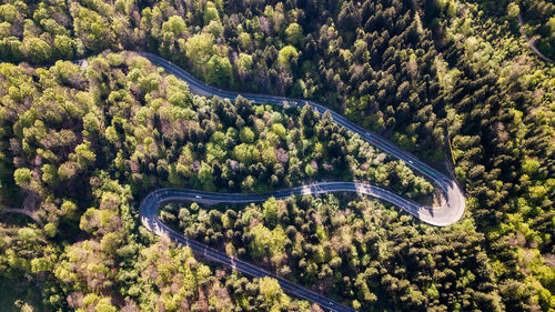 High angle view of road amidst trees in forest