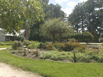 Trees growing in lawn