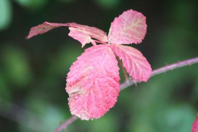 Close-up of raindrops on plant leaves