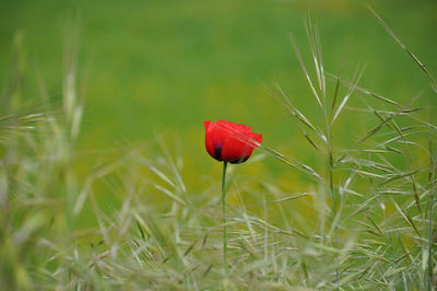 Close-up of red poppy in field