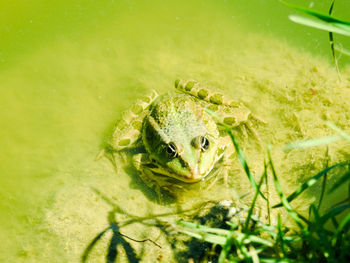 Close-up of frog swimming in lake