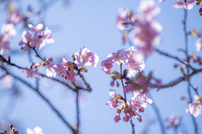 Low angle view of cherry blossom tree