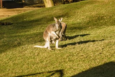 Dog sitting on grass