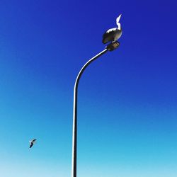 Low angle view of bird perching against clear blue sky