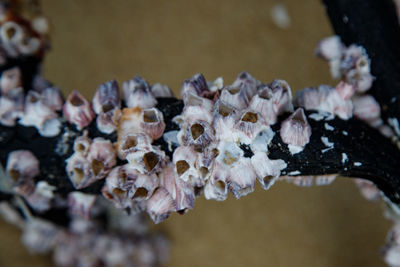 Close-up of purple flowering plant,coral and seashells by the sea