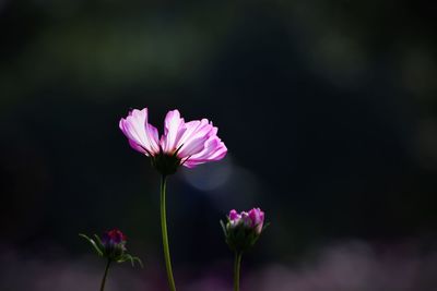 Close-up of pink cosmos flower