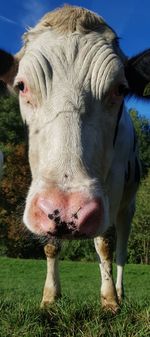 Cow in a field