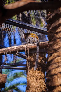 Close-up of lizard on tree