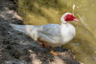 Close-up of duck in lake