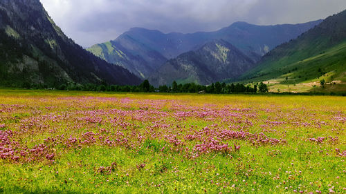 Fresh flowers in field with mountains in background