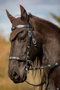 Close-up of horse in ranch