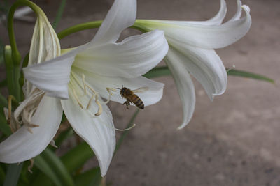 Close-up of bee on white flower