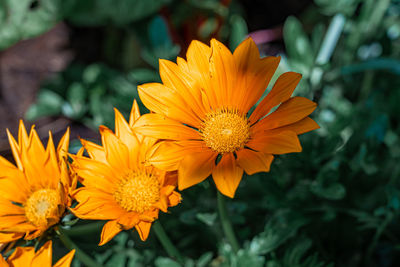 Close-up of yellow flower