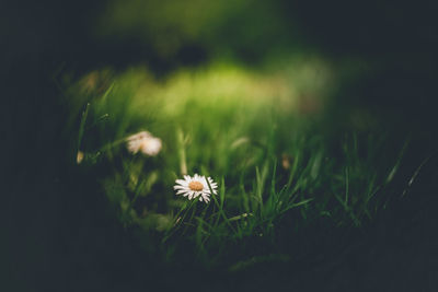 Close-up of white flowering plant on field