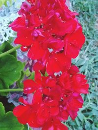 Close-up of red flowering plant