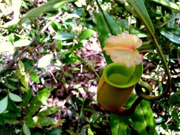 Close-up of plant growing on tree
