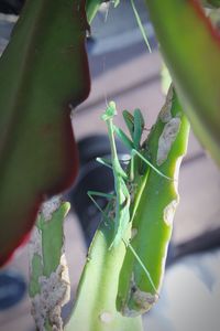 Close-up of succulent plant