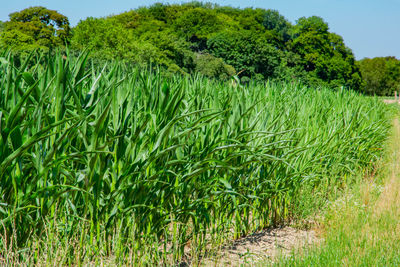 Plants growing on field