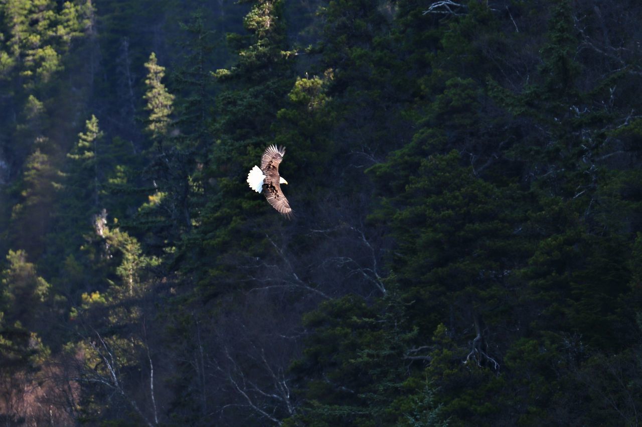 HIGH ANGLE VIEW OF WOMAN WITH ARMS OUTSTRETCHED IN FOREST