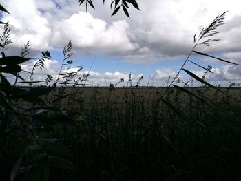 Grass growing in field against cloudy sky