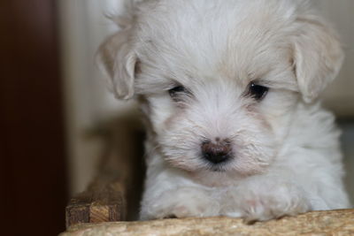 Portrait of cute puppy relaxing at home