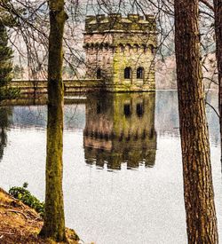 Reflection of bare trees in water