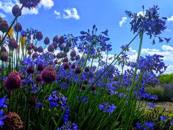 Close-up of purple flowering plants on field against blue sky