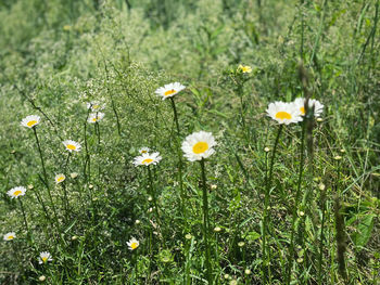 Close-up of fresh white daisy flowers in field
