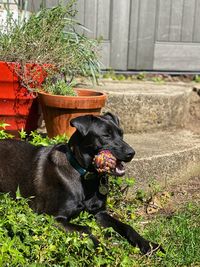 Dog relaxing in yard