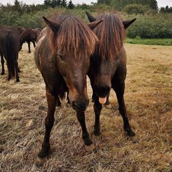 Horses standing on field