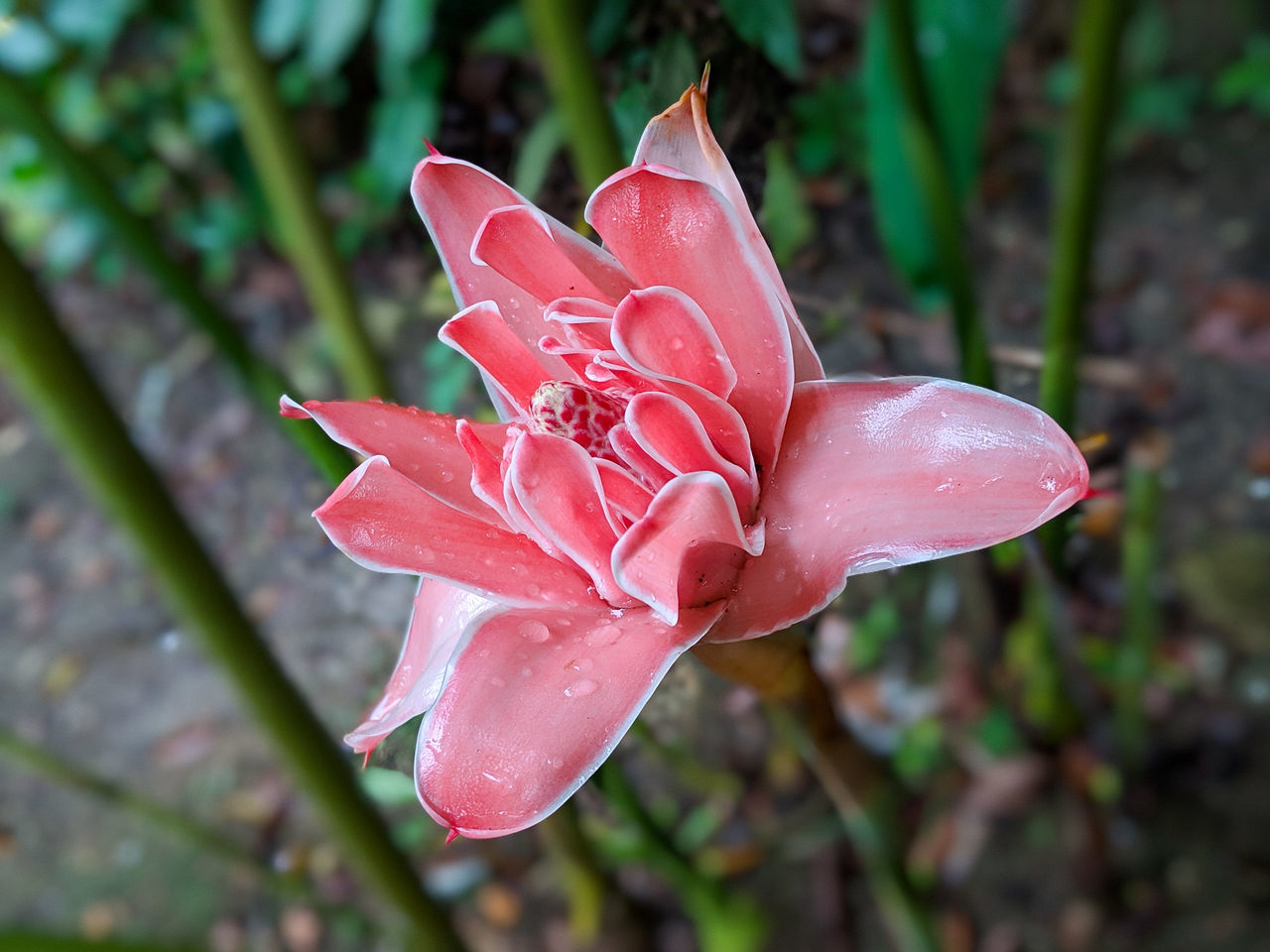 CLOSE-UP OF WET PINK ROSE